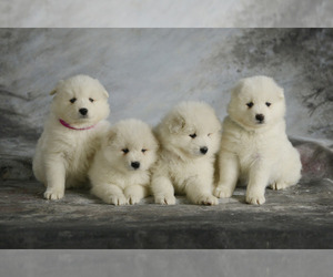 Samoyed Puppy for sale in BONDUEL, WI, USA