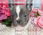 Small Photo #2 French Bulldog Puppy For Sale in SANGER, TX, USA
