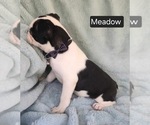 Small #3 Boston Terrier