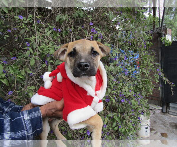 Medium Photo #2 Collie-Unknown Mix Puppy For Sale in San Diego, CA, USA