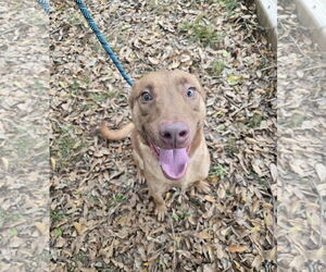 Joachim - Male Chocolate Labrador retriever-Unknown Mix Dog for Adoption - Photo #3