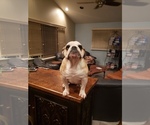 Small Photo #29 Bulldog Puppy For Sale in GIBSONIA, PA, USA