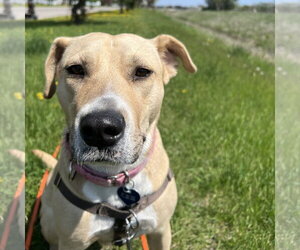 Kitchen - Female Mutt Dog for Adoption - Photo #28