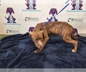 Catahoula Leopard Dog-Unknown Mix Dogs for adoption in Orlando, FL, USA