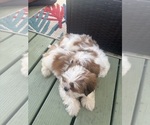 Small #1 Shih Tzu