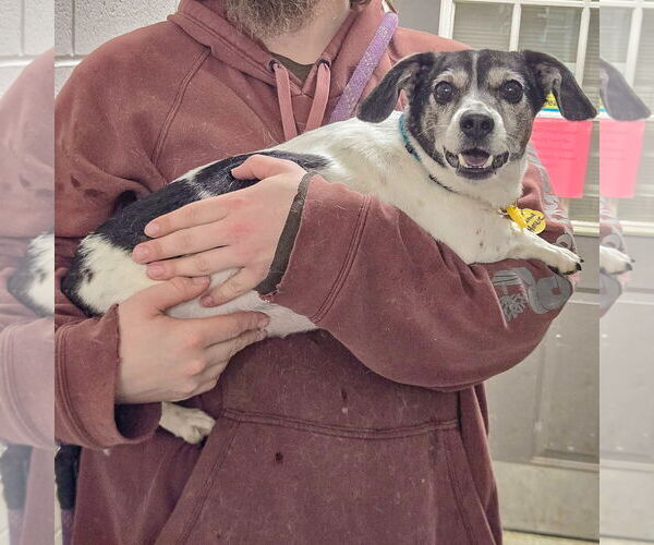 Medium Photo #2 Jack-Rat Terrier Puppy For Sale in Huntley, IL, USA