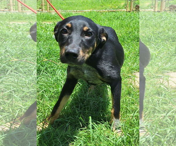 Medium Photo #4 Mutt Puppy For Sale in Wetumpka, AL, USA