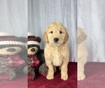 Small Photo #4 Goldendoodle Puppy For Sale in GREENWOOD, IN, USA