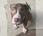 Small #2 Mutt