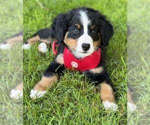 Bernese Mountain Dog Puppy for sale in COLORADO SPRINGS, CO, USA