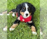 Image preview for Ad Listing. Nickname: Bernese Puppies