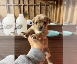 Morkie Puppy for sale in WHITE OAK, GA, USA