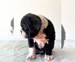 Small Photo #3 Bulldog Puppy For Sale in LAS VEGAS, NV, USA