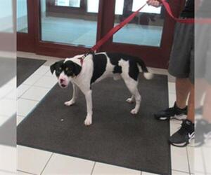 American Foxhound Dogs for adoption in Derwood, MD, USA