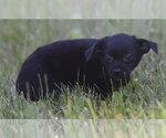 Small Chihuahua
