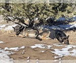 Small Photo #1 German Malinois Puppy For Sale in FORT GARLAND, CO, USA