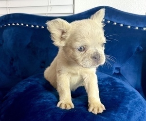 French Bulldog Puppy for sale in BEVERLY HILLS, CA, USA