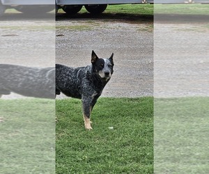 Father of the Australian Cattle Dog puppies born on 04/11/2024