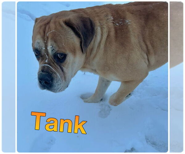 Medium Photo #1 Bullmastiff-Unknown Mix Puppy For Sale in Pierceton , IN, USA