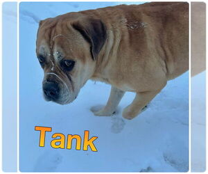 Bullmastiff-Unknown Mix Dogs for adoption in Pierceton , IN, USA