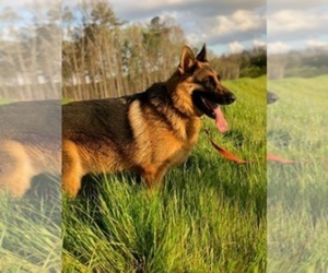 German Shepherd Dog Dogs for adoption in KENNESAW, GA, USA