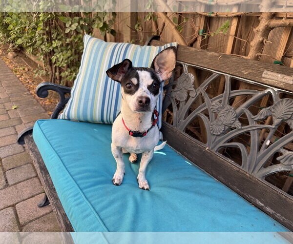 Medium Photo #8 Rat-Cha Puppy For Sale in Santa Clara, CA, USA