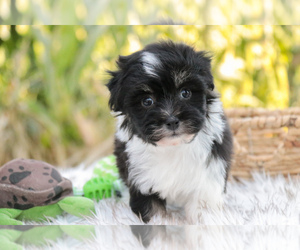 Havanese Puppy for sale in SYRACUSE, IN, USA