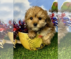 Morkie Puppy for sale in CASSVILLE, MO, USA