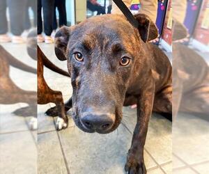 Mutt Dogs for adoption in San Antonio, TX, USA