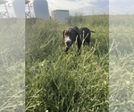 Small #2 Great Dane