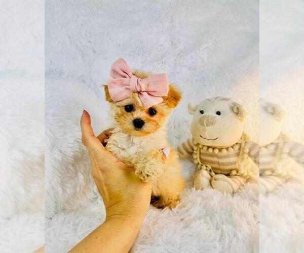 Medium Photo #7 Poodle (Toy) Puppy For Sale in HOUSTON, TX, USA