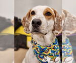 Small #2 Brittany-Spaniel Mix