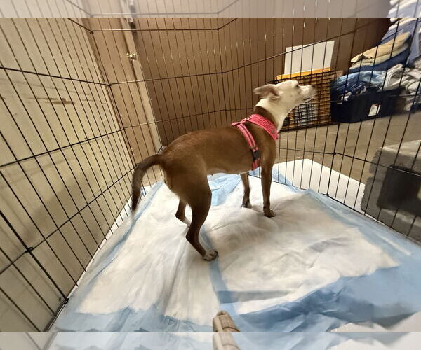Medium Photo #4 Rat-Cha Puppy For Sale in Pottstown, PA, USA