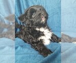 Small #19 Morkie