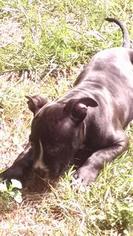 American Pit Bull Terrier Puppy for sale in COLUMBIA, MD, USA