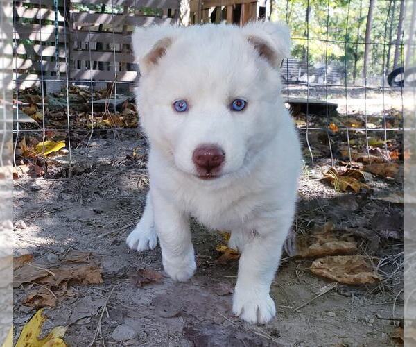 Medium Photo #4 Siberian Husky Puppy For Sale in DINWIDDIE, VA, USA
