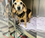 Small #1 Beagle