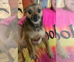 Small Photo #1 Chiweenie Puppy For Sale in Mount Airy, NC, USA