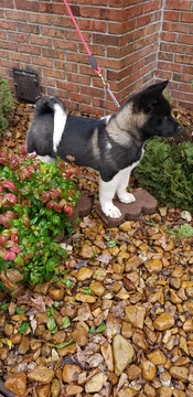 Medium Photo #1 Akita Puppy For Sale in MEM, TN, USA