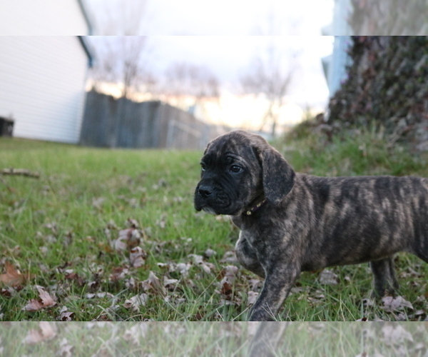 Medium Photo #5 Cane Corso Puppy For Sale in CAMBY, IN, USA