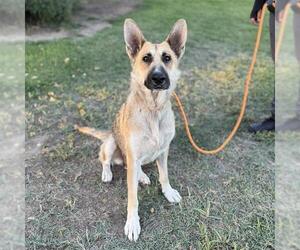 German Shepherd Dog Dogs for adoption in Modesto, CA, USA