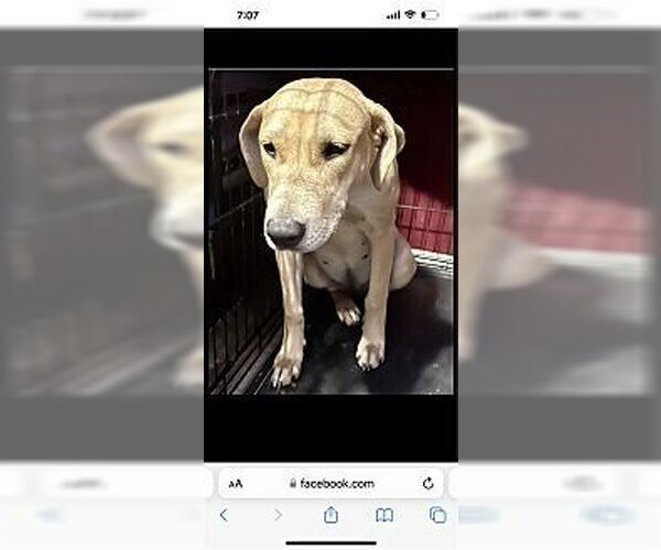 Medium Photo #2 American Staffordshire Terrier-Labrador Retriever Mix Puppy For Sale in Dana Point, CA, USA