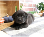 Small #2 Labrador Retriever