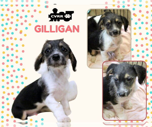 Medium Photo #1 Colonial Cocker Spaniel-Unknown Mix Puppy For Sale in Lindsay, CA, USA