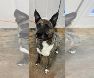 JoJo - Male Holland Shepherd Dog for Adoption - Photo #15
