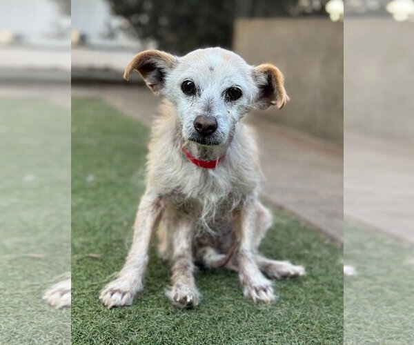 Medium Photo #1 Mutt Puppy For Sale in  Ramona, CA, USA