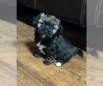 Small Photo #1 Havanese Puppy For Sale in MILTON, FL, USA