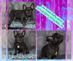 French Bulldog Puppy for sale in WACO, TX, USA