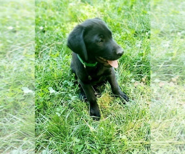 Medium Photo #2 Labrador Retriever Puppy For Sale in BON AQUA, TN, USA