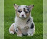 Small Photo #5 Pembroke Welsh Corgi Puppy For Sale in DENVER, PA, USA